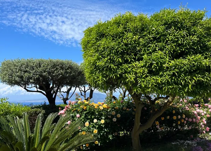 Olive Tree Garden 게스트하우스 소렌토